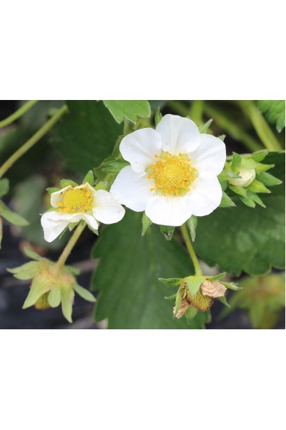 Полуниця Гігантела Максі цвітіння білими квітами